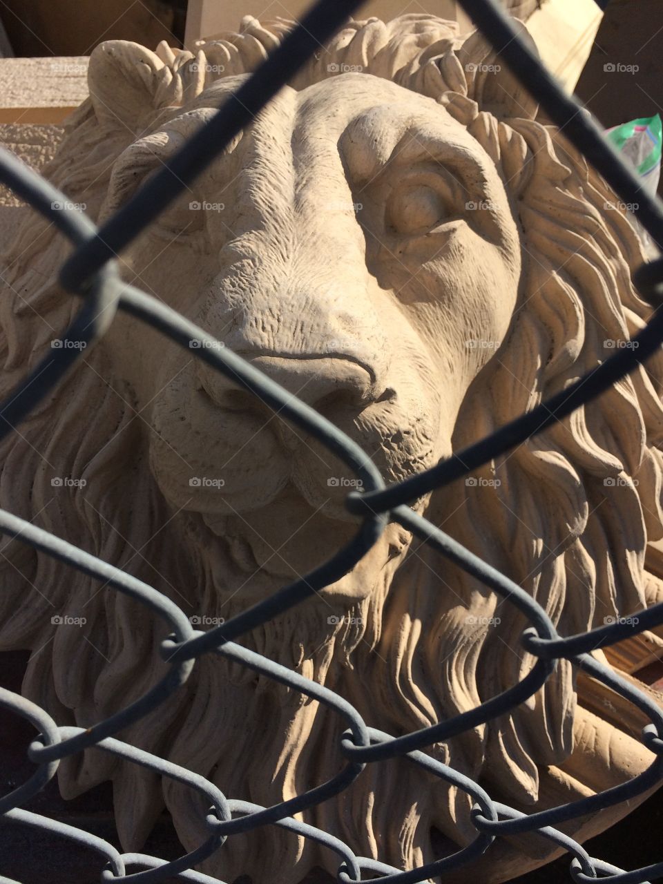 Lion head