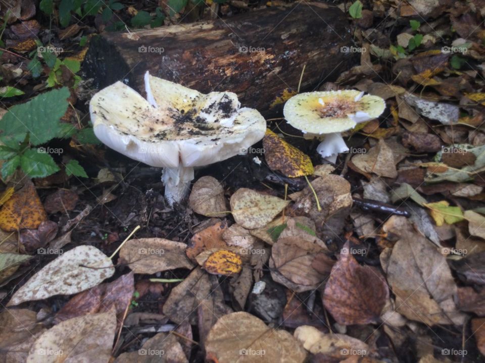 A Couple of Mushrooms in a Forest 