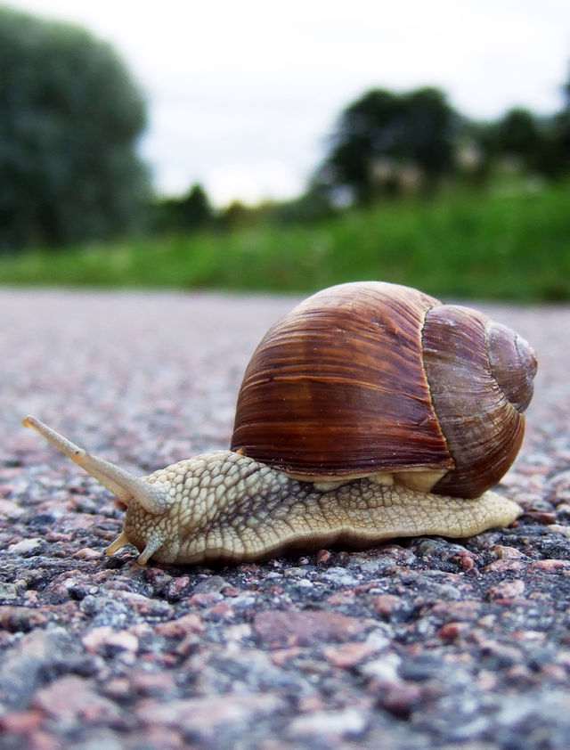 slow