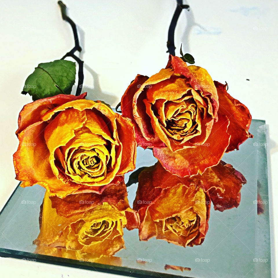 Dried orange roses on a mirror