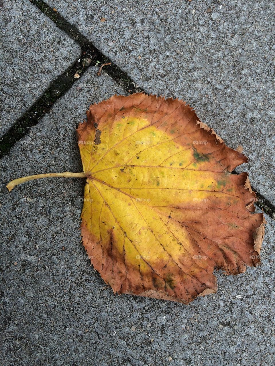 Leaf on sidewalk