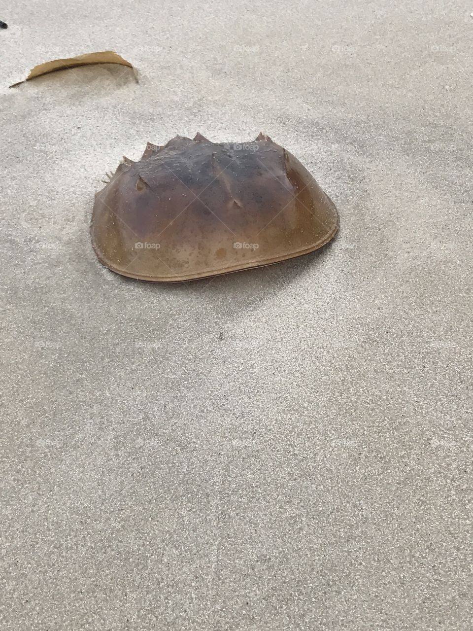 Horseshoe crab washed up.