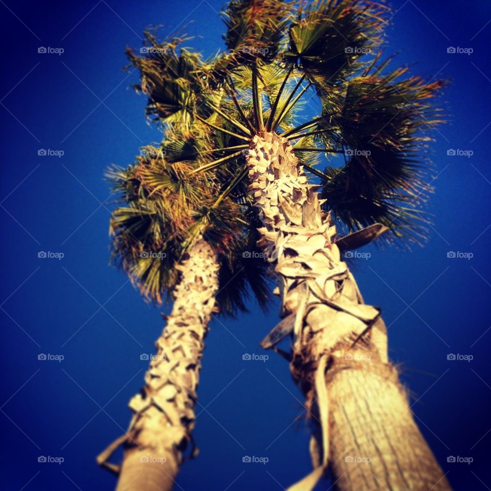 palm true look up buy stand by itsAus