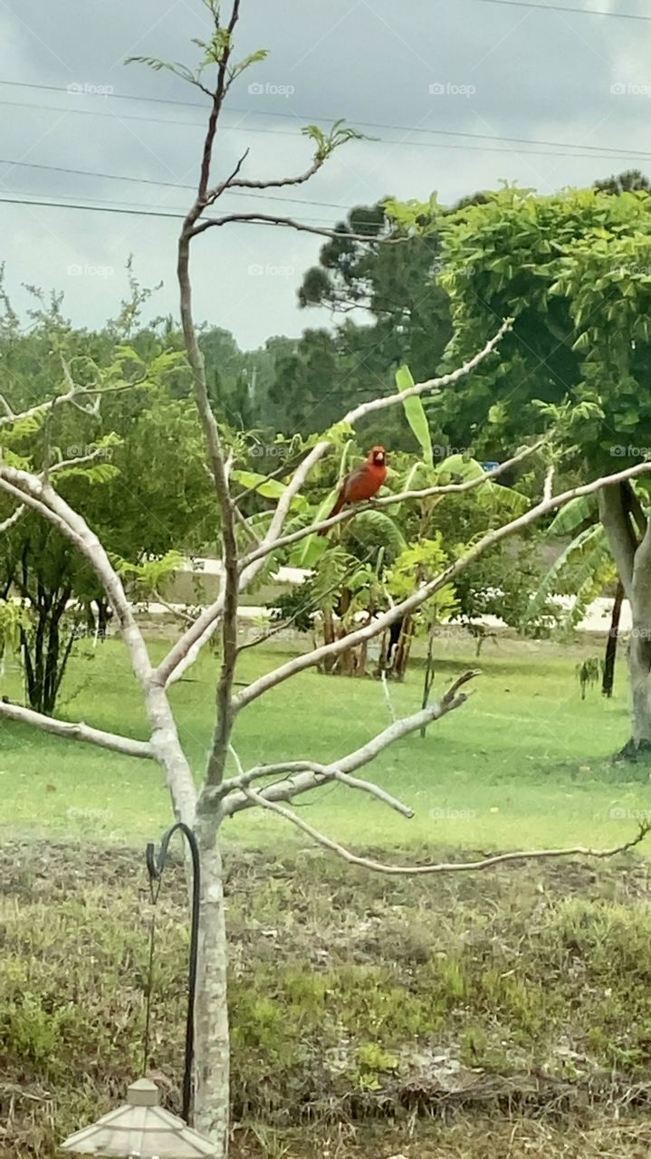 A beautiful red Cardinal flies in for a visit. 
