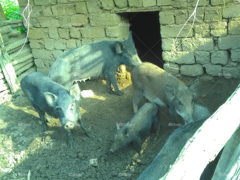 Pets are learning to swine children to eat their mother's food.