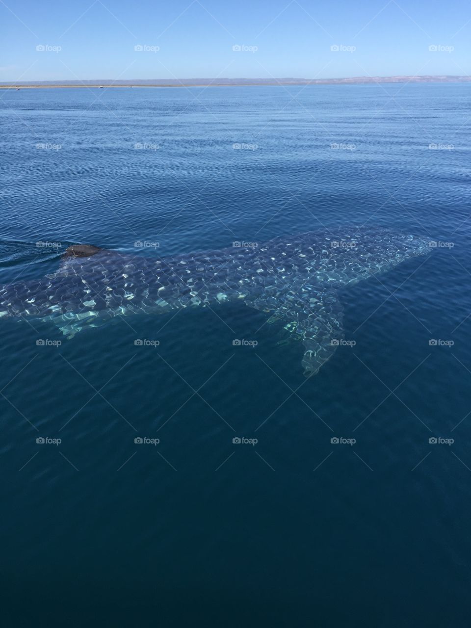 Whale shark, Baja California, Mexico March 2015