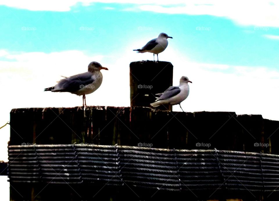 Three Gulls. Pylons on the James River ferry route