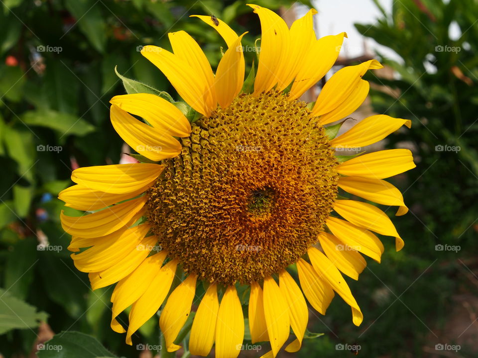 Blooming sunflower