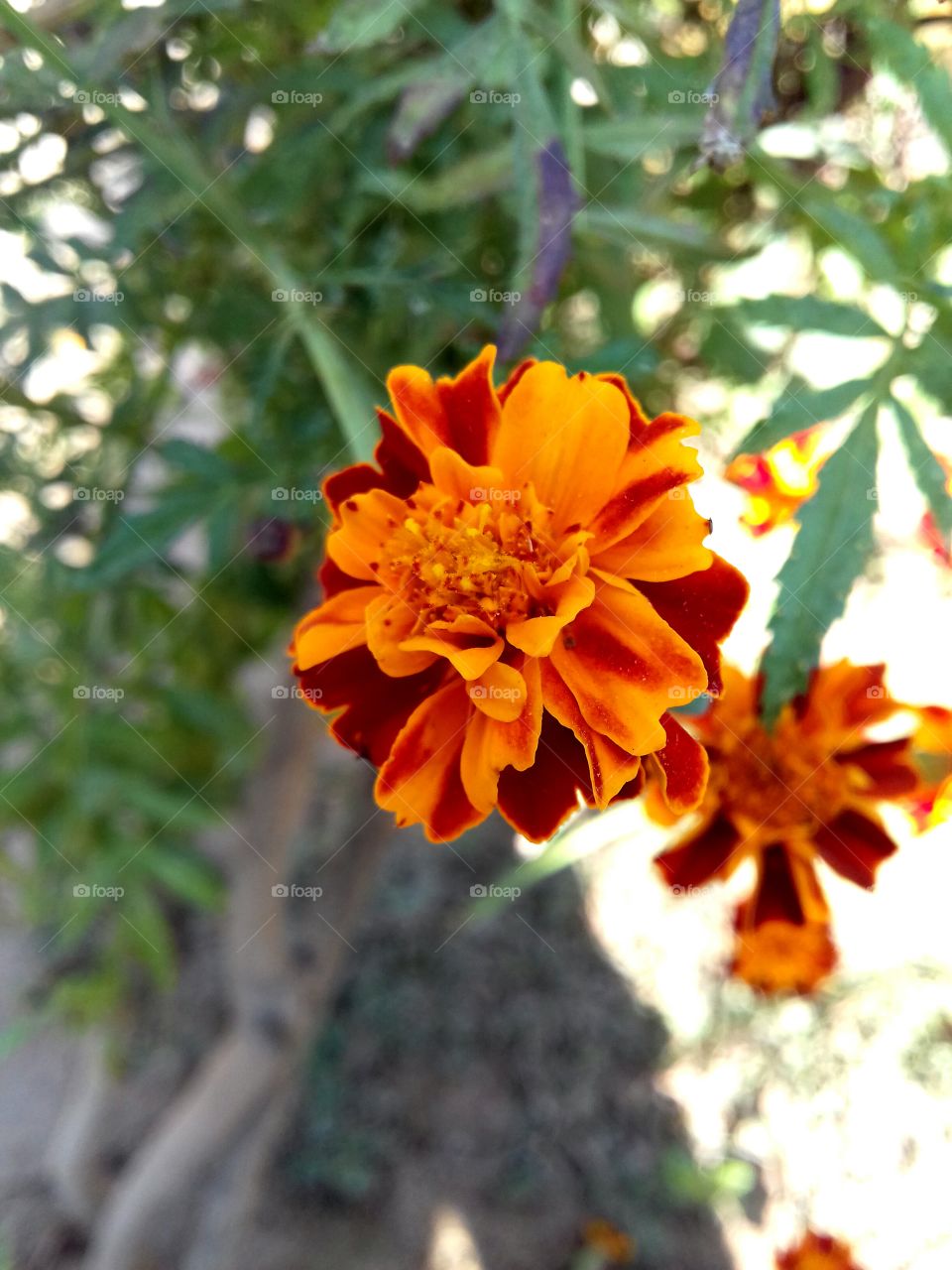Orange flowers blooming in springtime