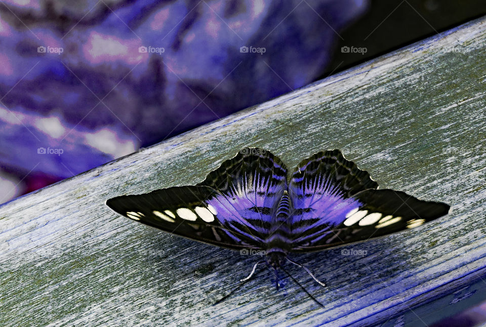 Purple butterfly on wood