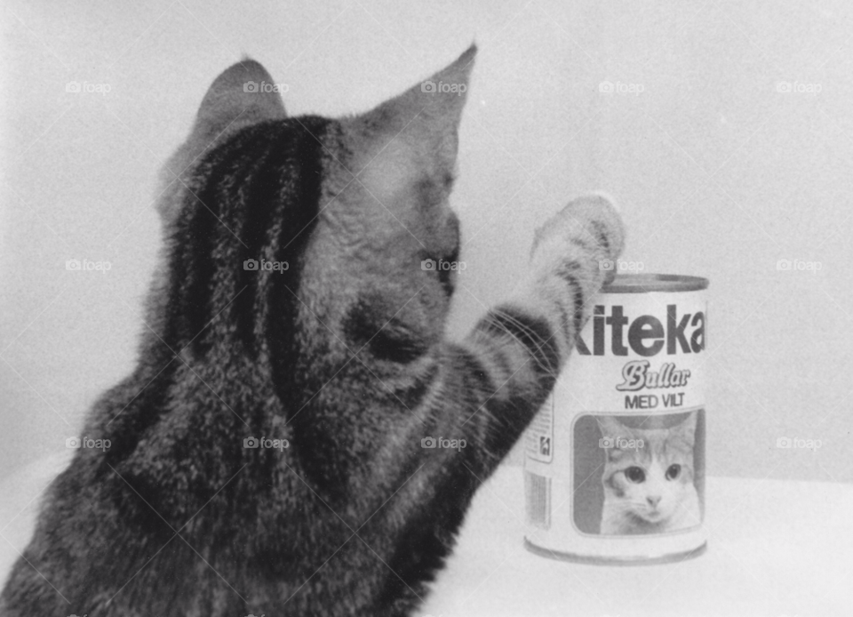 cat animal pet catfood by MagnusPm