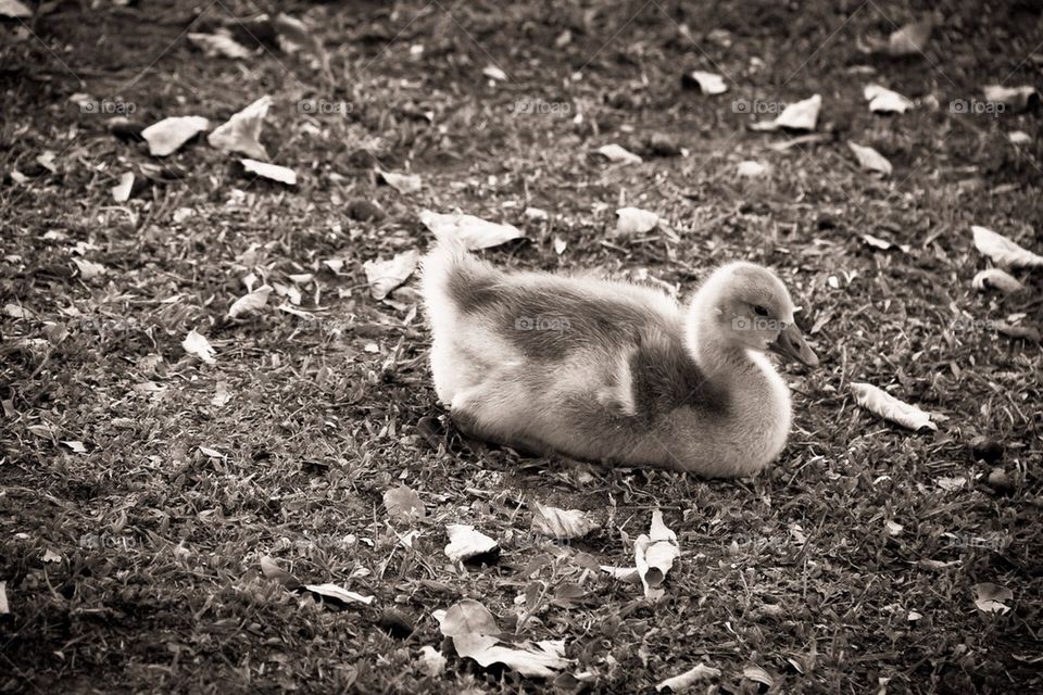 Resting Duck