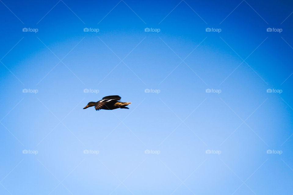 Mallard in flight