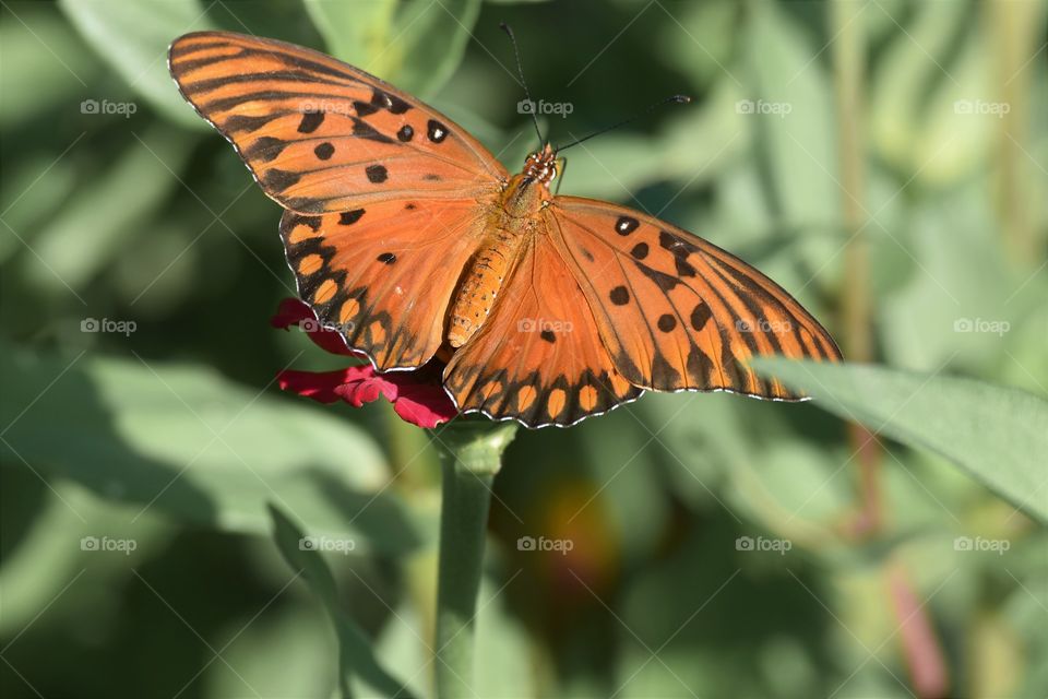 Butterfly on flower/Borboleta na flor