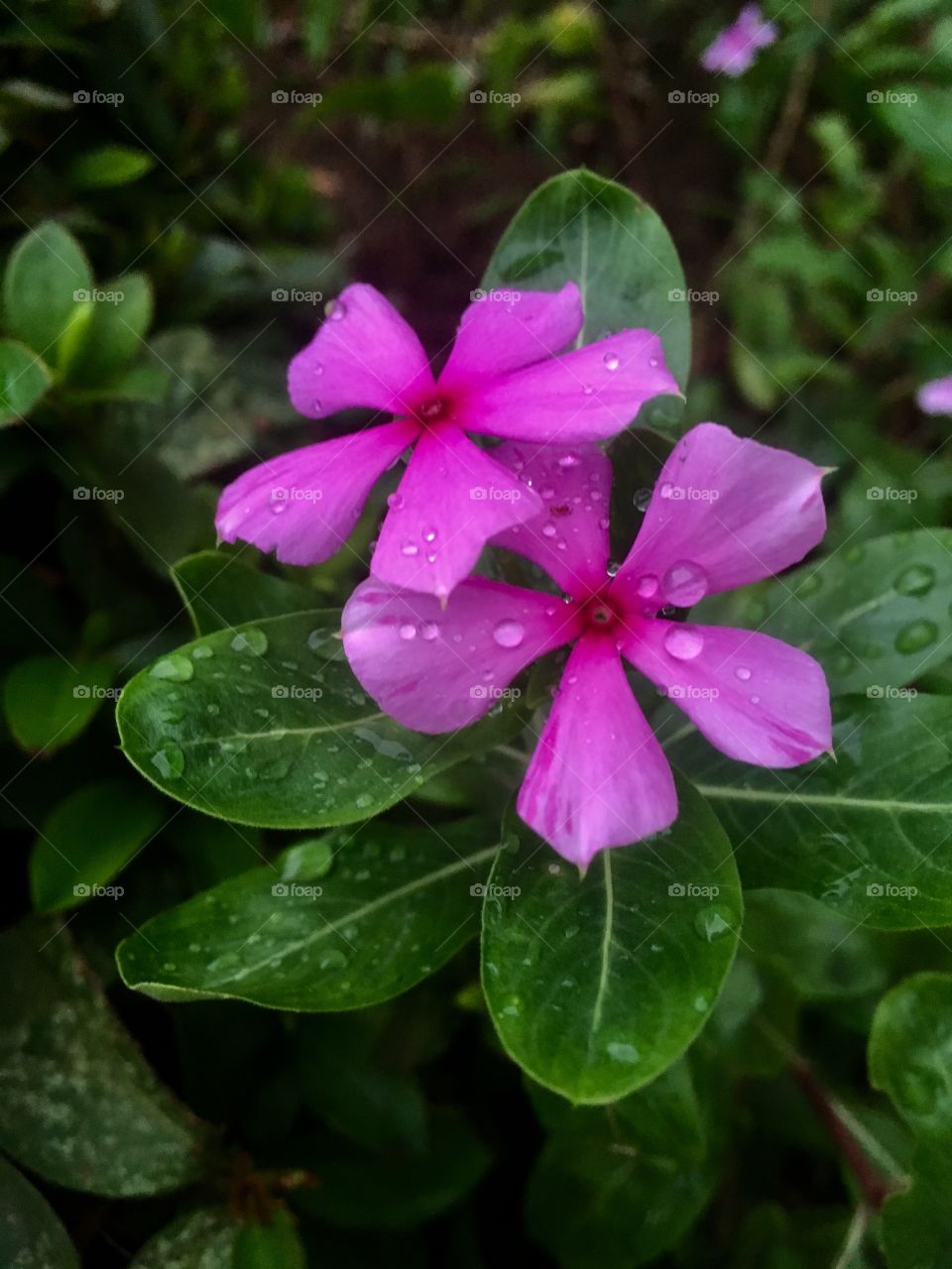 🌼#Flores do nosso #jardim, para alegrar e embelezar nosso dia!
#Jardinagem é nosso #hobby. 
🌹
#flor #flowers #flower #pétalas #garden #natureza #nature #flora 