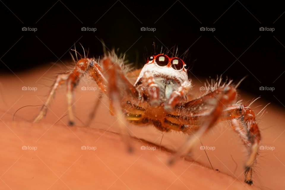 spiders. Jumping spiders