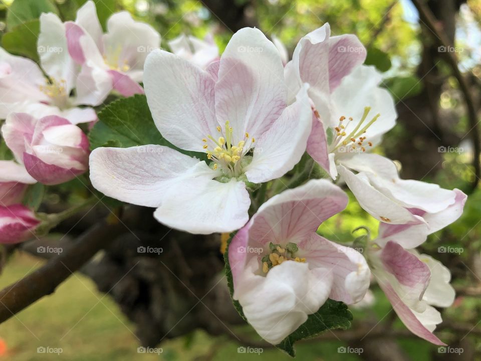 Apple blossom