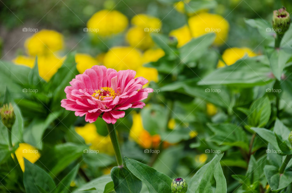 Pink flower in yelow flowers background