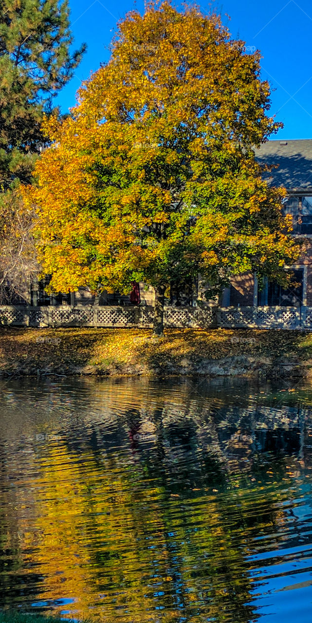fall reflections
