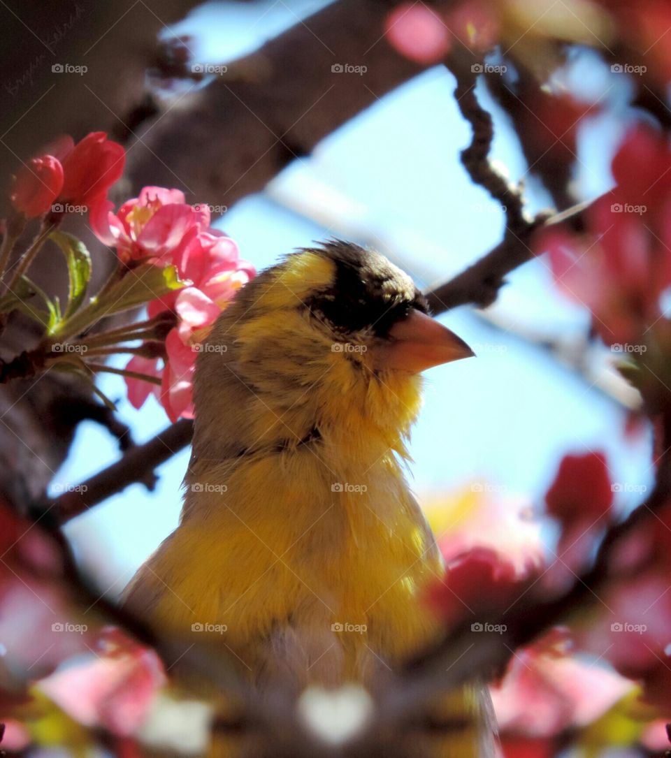 Goldfinch in Blooms. shooting at blossoms, a finch dropped in