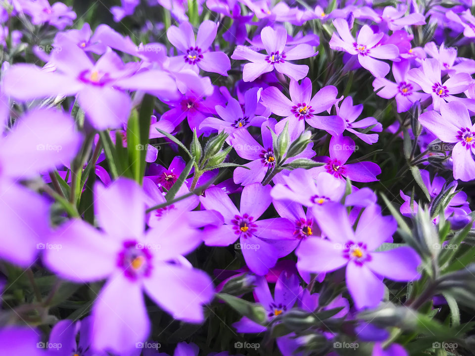 Natural background made of purple flowers in the field 