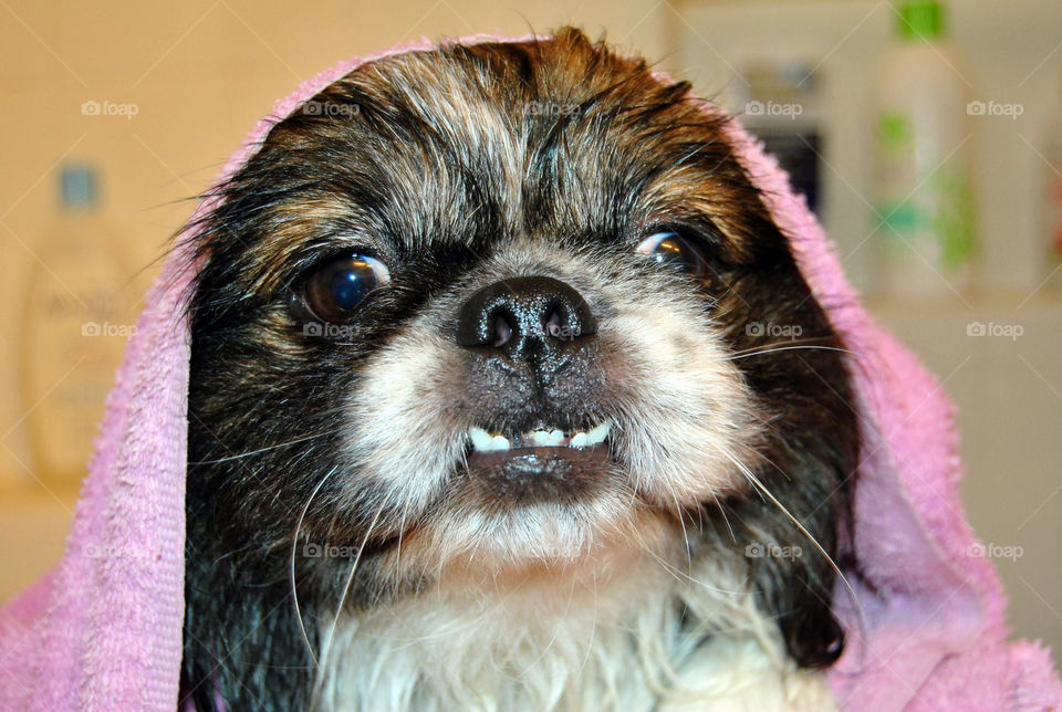 Pekingese dog getting a refreshing bath, towel on head