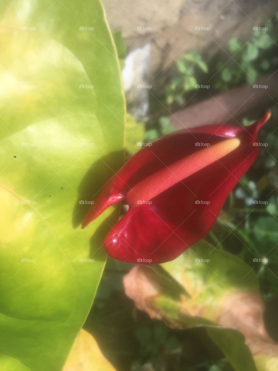 Anthurium flower with leaf 