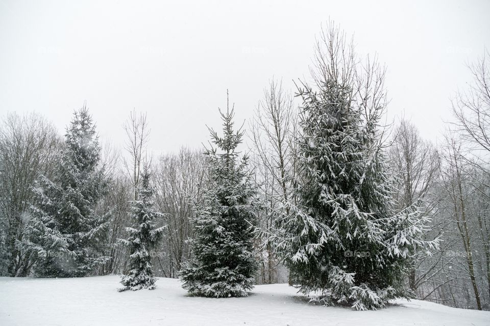 Trees covered by snow during winter. Slovakia