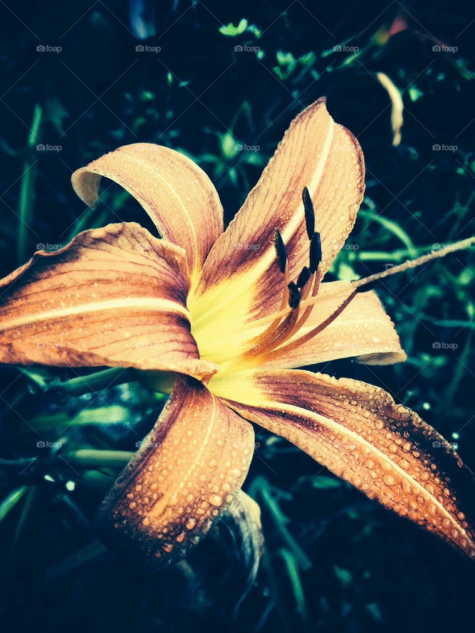 pollen flower grass summer by jmh