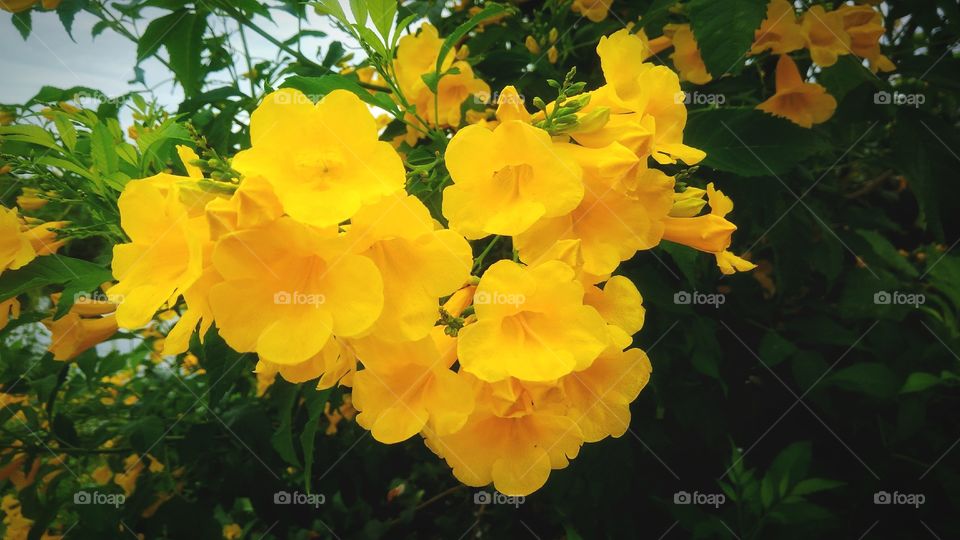 Beautiful yellow flower with green leaf and clear sky background