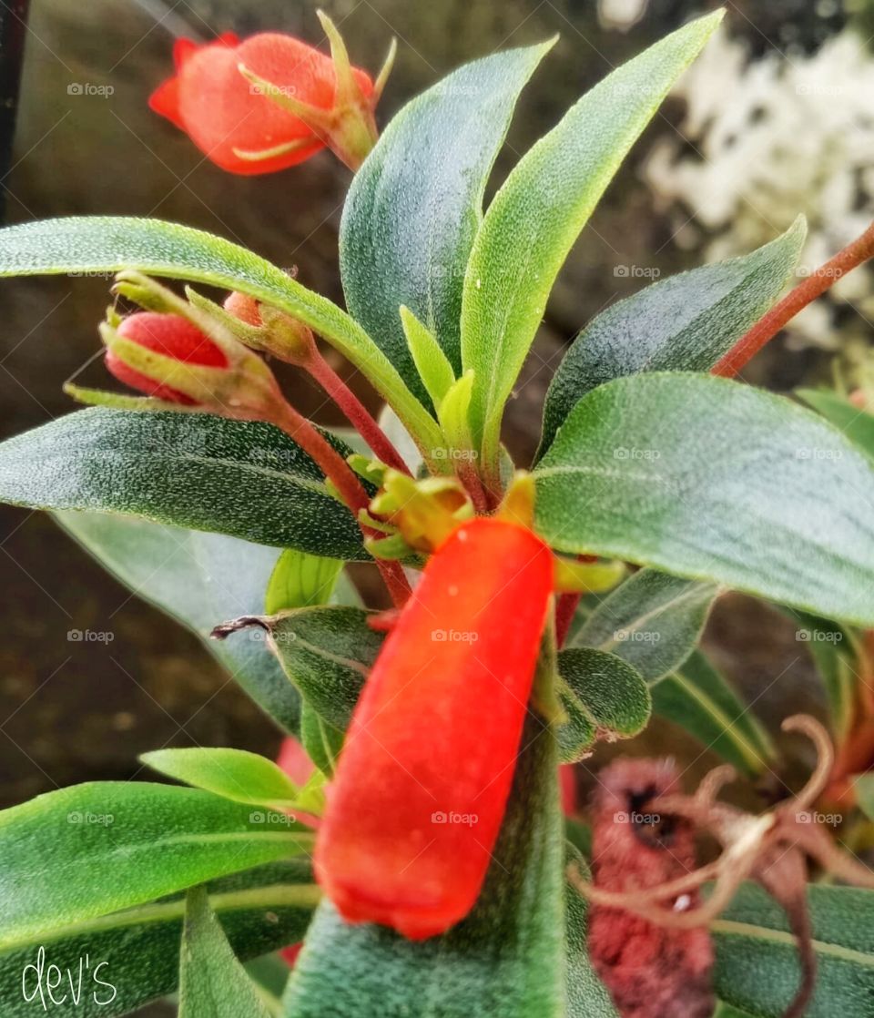 Red flower gives an energic spirit in the garden