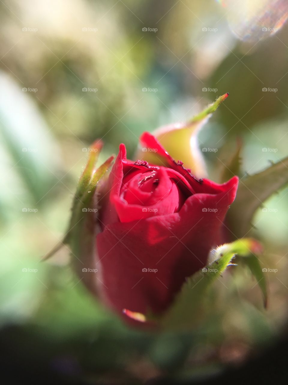 Rose bud macro