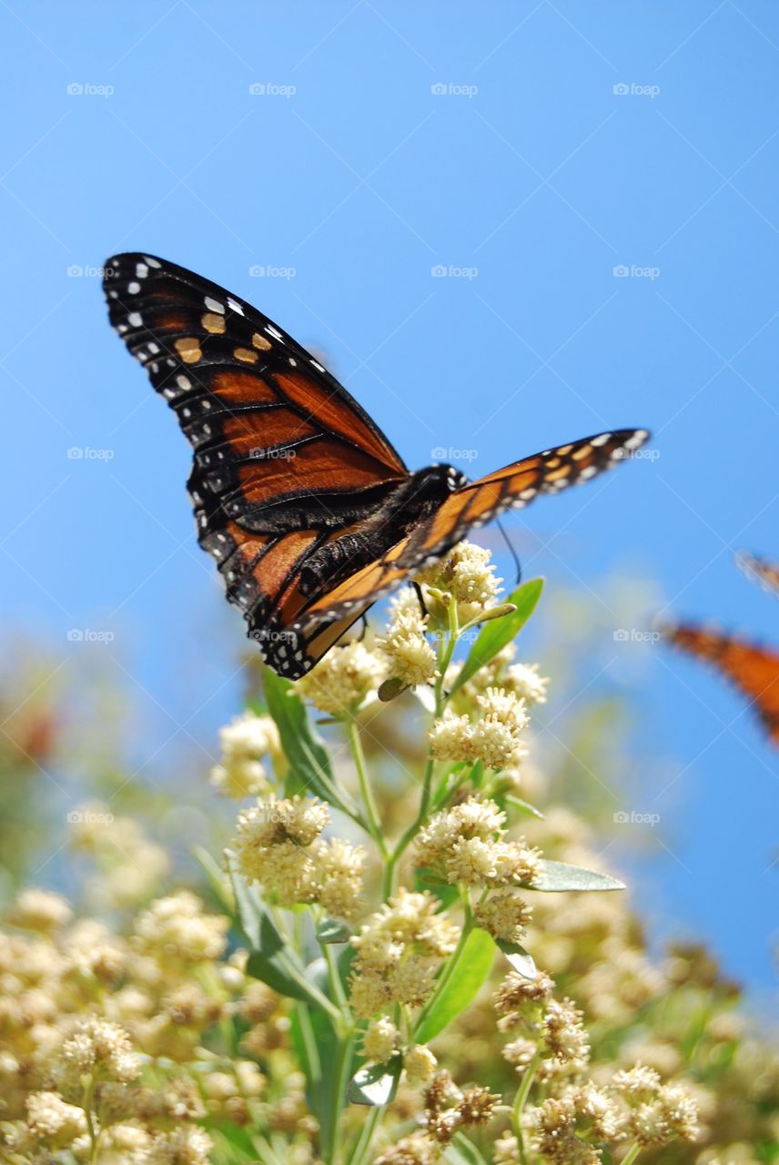 Butterfly on a flower