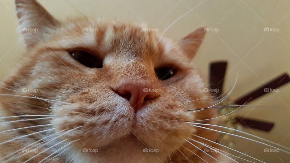 Orange cat selfie