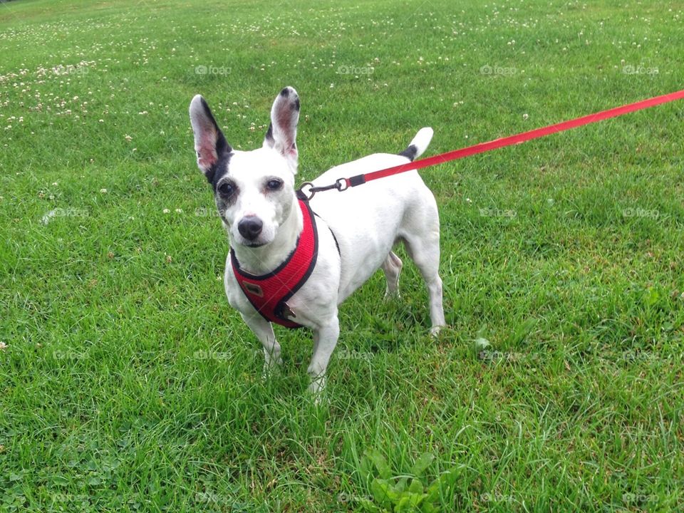 Trixie the Jack Russell 