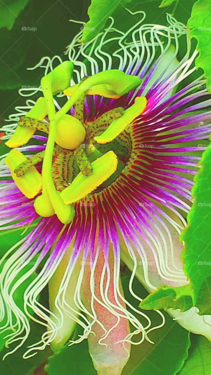 "Beautiful Passion Flower"