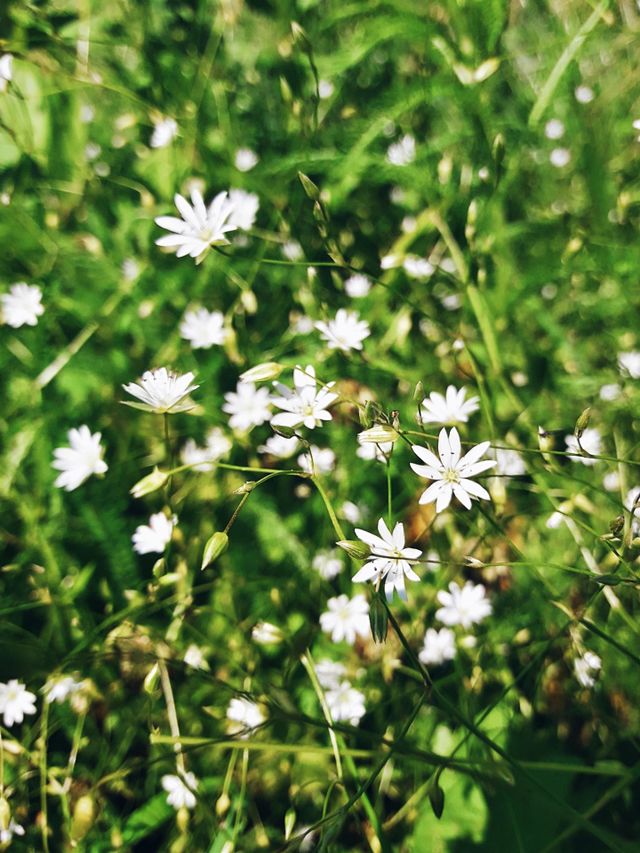sunny flowers