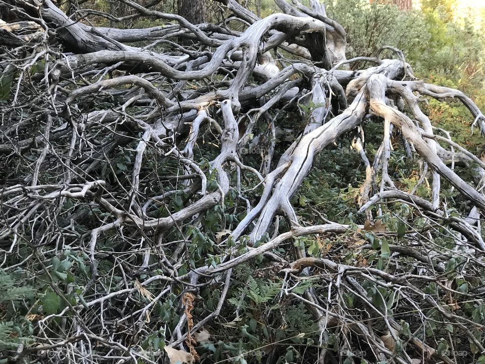 Old Manzanita.