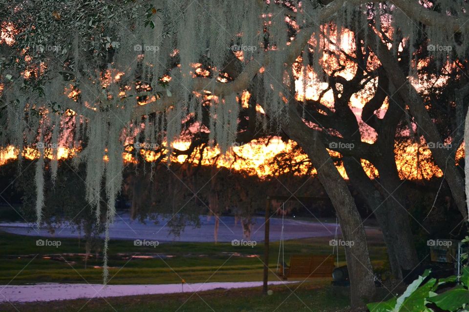 No Person, Tree, Flame, Park, Light