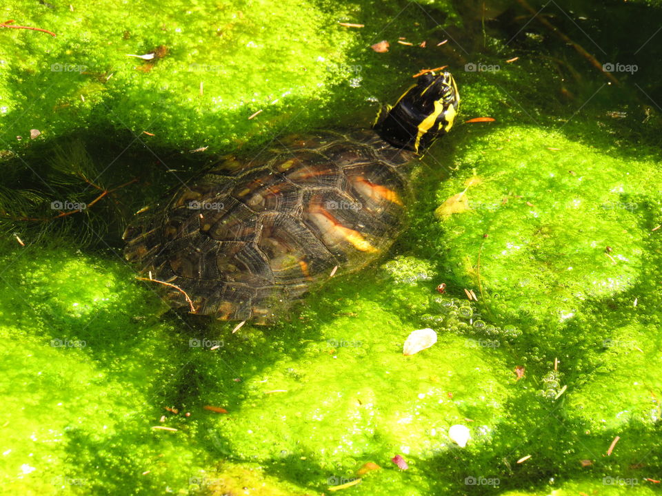 turtle