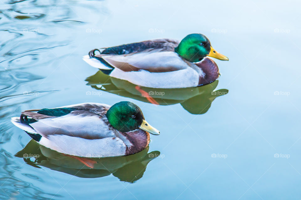 Pair Of Wild Ducks In The Water
