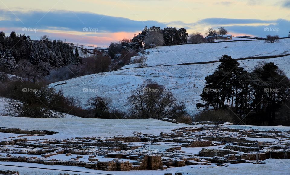 Scenics view of trees in winter