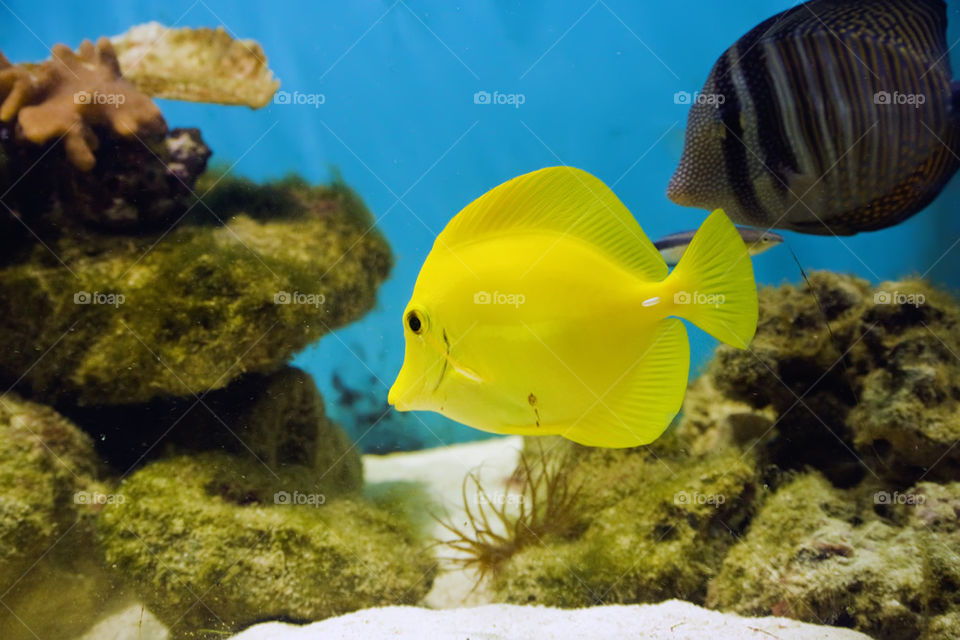 Yellow tang