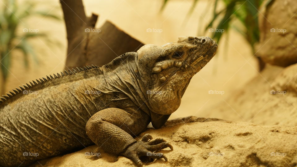 A Cuban rock iguana.