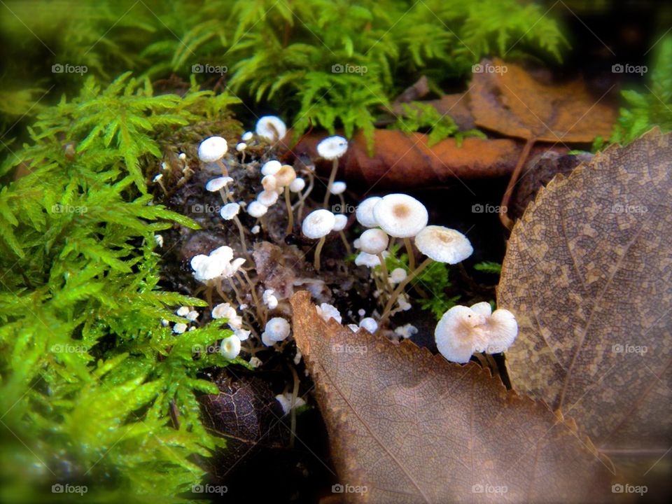 Multiple mushrooms