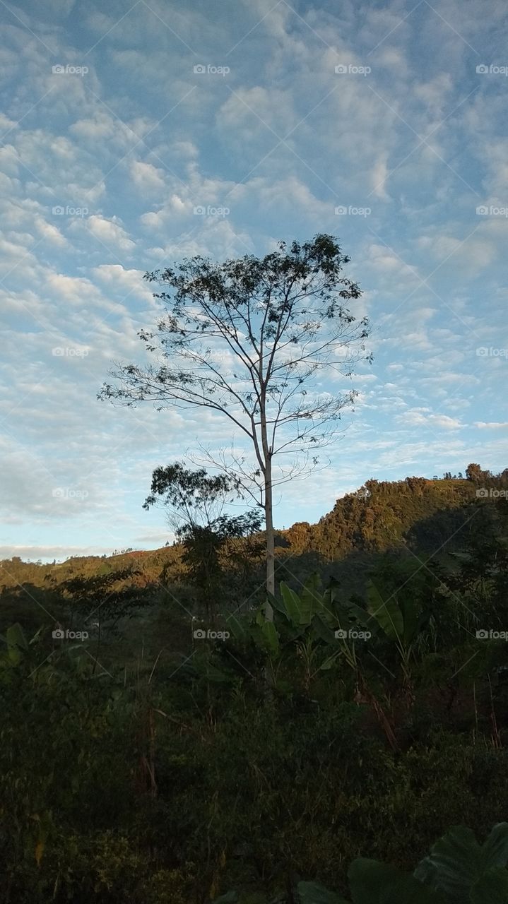 tree on the hill