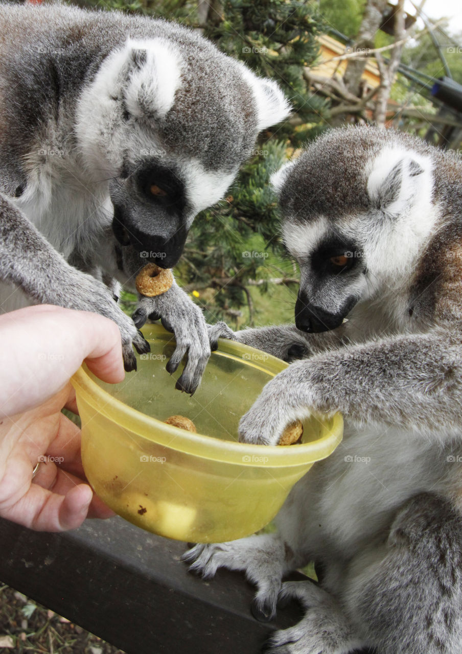 Lemurs eating 