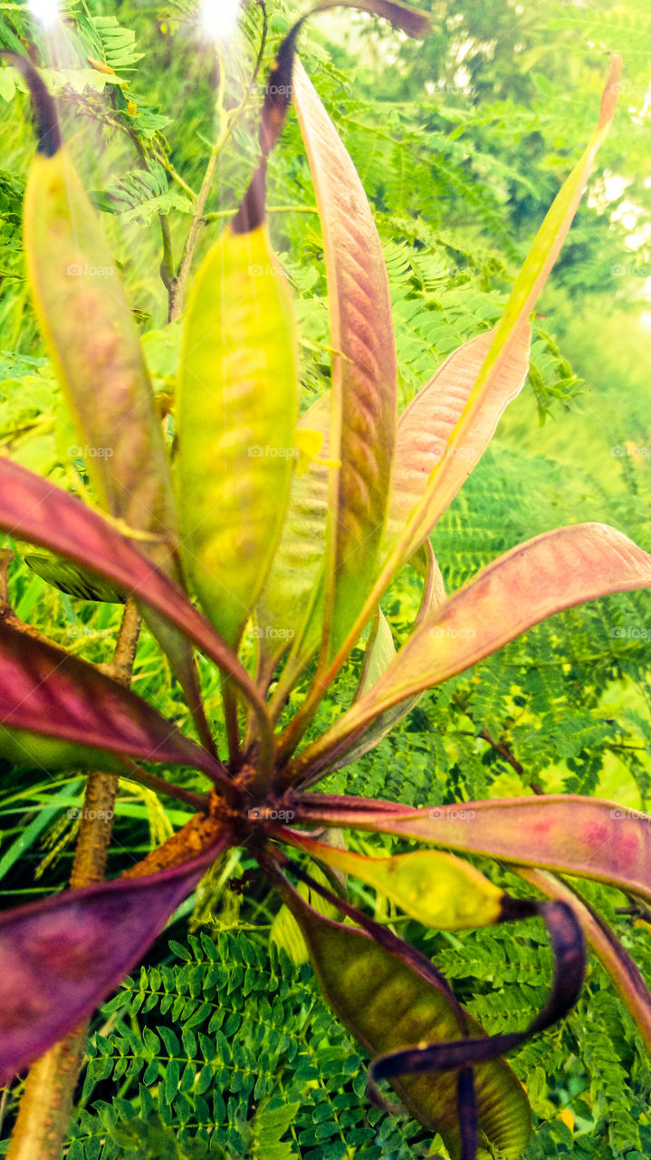 Leaf, Flora, Nature, No Person, Growth
