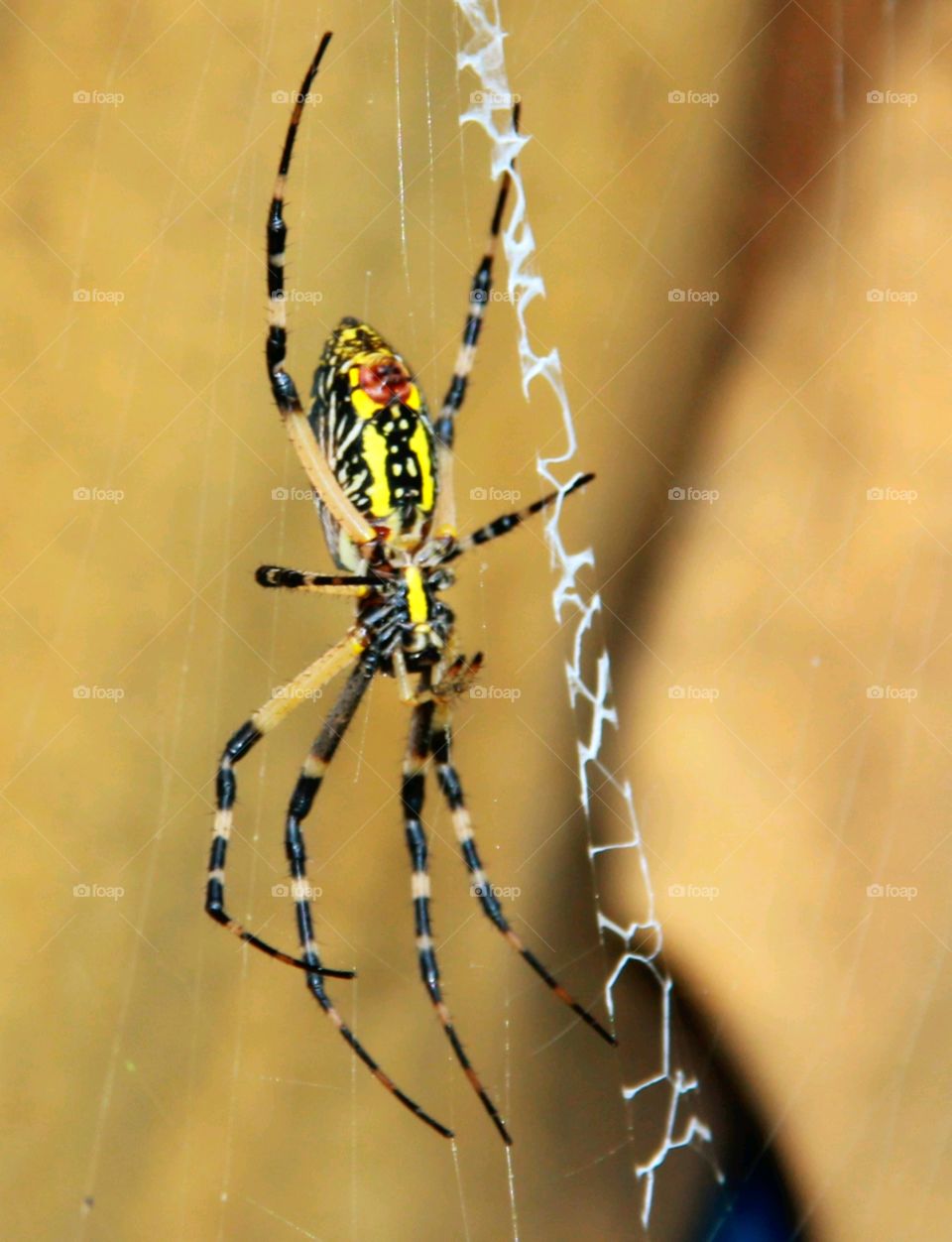 Argiope aurantia is also known as the writing spider due to the trademark vertical zig-zag pattern in their webs.