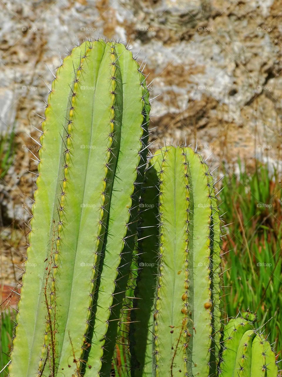 Cactus